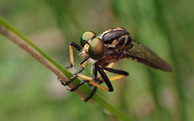 Robber fly